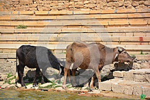 White Sindhi, Gray Sindhi and Thari cow.