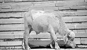 White Sindhi, Gray Sindhi and Thari cow. photo