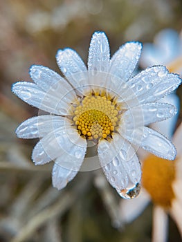 White single dasiy flower plant with water droplets and waterdrop warm blur background d