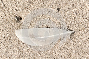 White single feather on a sandy, tropical beach