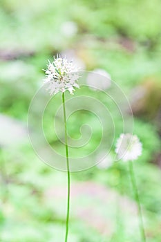 A white single  flower in the field