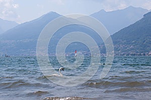 White single swan swimming in lake Como on a sunny bright summer day. Windsurfers and boat, Alp mountains on a background