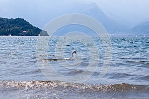 White single swan swimming on waves in lake Como near the town Colico in Italy on a sunny bright summer day. Promontory, Alp