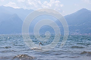 White single swan swimming on waves in lake Como on a sunny bright summer day. Boats, Alp mountains on a background