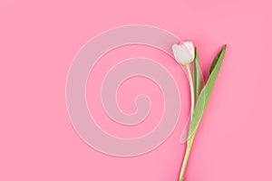 White single tulip flower, side view. Beautiful white tulip flower on stem with leaves on pink background.