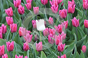 White single tulip between the pink tulips in a flowerbulb field in Nieuwe-Tonge