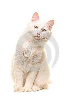 White sitting turkish angora cat sitting and leaning forward to look in the camera