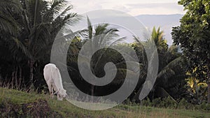 White skinny cow eating grass on the hill at the pasture