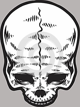 white skull Vector illustration DOWNLOAD