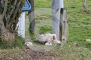White sleeping hen with little sleeping chickens laying down on grass near to a dog tree at sunny day country field