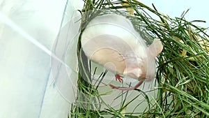 White sleepy cute albino laboratory mouse sitting in green dried grass, hay. Cute little rodent muzzle close up, pet animal concep