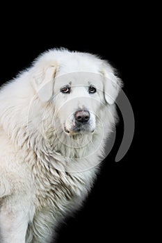 White slovak cuvac dog isolated on black background