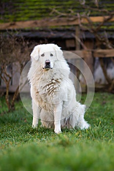 White Slovak Cuvac dog sitting outside, guarding garden