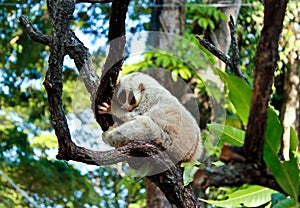 White slow loris monkey