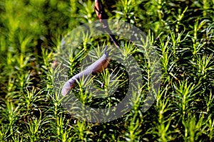 White slug on green moss