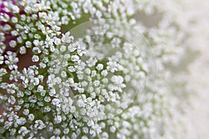 White small ammi majus flowers in a bouquet. Plants for making bouquets. Floristics. Floral background.