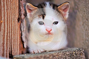 White small baby kitten with brown spots, cute kitty closeup portrait