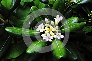 White small bush flowers in green shiny leaves