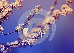 White small a butterfly sits on branches with fluffy fragrant flowers and buds of a bush blossoming in May warm sunshine th garden