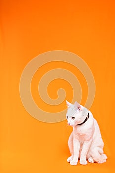 white small cat attentively looks up, orange background photo