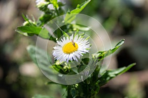 White small chamomile on a stem
