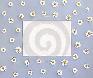 White small chamomiles on a gray paper background and blank sheet with space for text