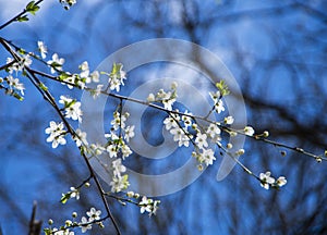 White small cherry flowers against a blue sky, white spring blooms on a branch
