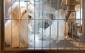 White small cute dog in the stainless cage with water feeder