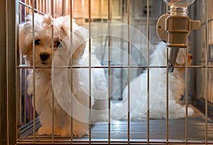 White small cute dog in the stainless cage with water feeder