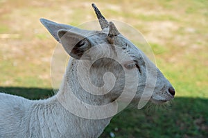 White small deer standing on the green grass