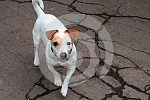 White small dog with red ears. A pet