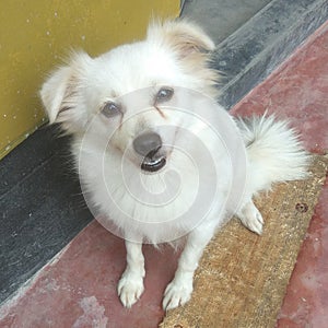 White small dog sitting on floor.