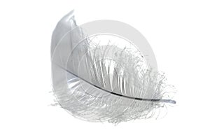 White small feather