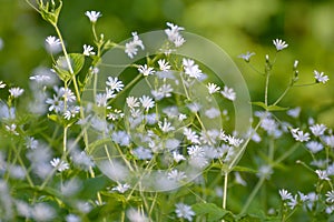 White small flower