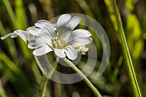 White small flower on the background of grass.