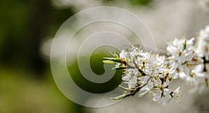 White small flower blossom in early spring