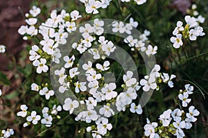 White small flowers of arabis. Arabis caucasica is a species of flowering plant. Arabis in spring garden