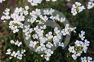 White small flowers of arabis. Arabis caucasica is a species of flowering plant. Arabis in spring garden