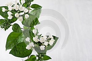 White small flowers and fresh green leaves on soft white wood table with copy space, closeup.