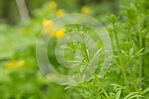 White small flowers on Galium aparine cleavers, clivers, goosegrass, catchweed, stickyweed and grip grass close-up In