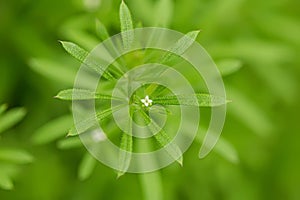 White small flowers on Galium aparine cleavers, clivers, goosegrass, catchweed, stickyweed, robin-run-the-hedge, sticky