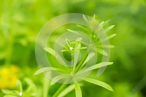 White small flowers on Galium aparine cleavers, clivers, goosegrass, catchweed, stickyweed, robin-run-the-hedge, sticky