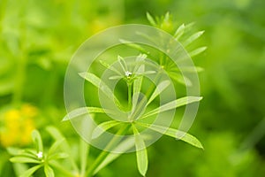 White small flowers on Galium aparine cleavers, clivers, goosegrass, catchweed, stickyweed, robin-run-the-hedge, sticky