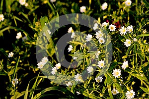 White small flowers in a wild meadow. Blooming spring meadow at sunset.