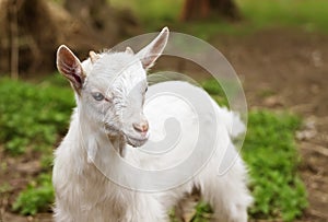 White small goat