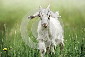 White small goatling outdoors, rural wildlife photo