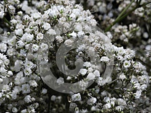 White small inflorescences.