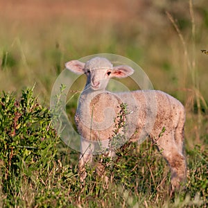 White small lamb Ovis aries close up