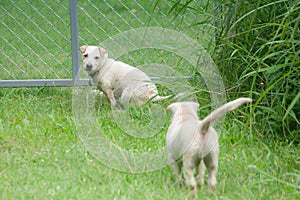White small or little dogs are running and playing together on green grass.