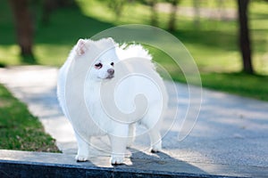 White small pomeranian spitz sitting on the lawn outdoor